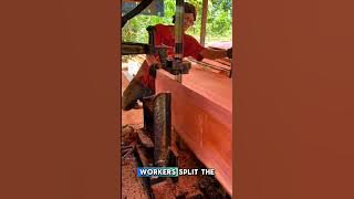 splitting wood this thin can only be done with a bandsaw