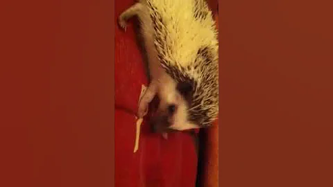 Ёжик набрасывает слюну на иголки