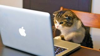 Видео приколы про кошек!Веселые любознательные кошки! Видео приколы про кошек!Веселые любознательные кошки!
