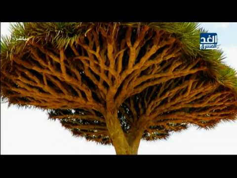 جزيرة سقطرى تتميز بشجرة دم الأخوين أجمل وأغرب الأشجار في العالم