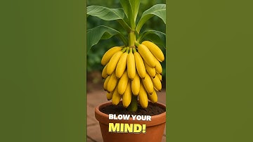 This Coca-Cola Trick Grow Banana Trees Crazy Faster ! 🌱🍌 #shorts