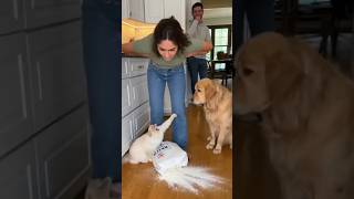 Cat Arguing with it's Owner Viral..!! #cats #shorts #dog #funnyanimal