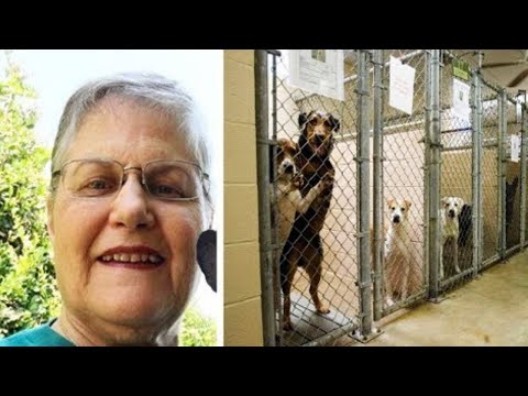 Video: Oudere honden adopteren