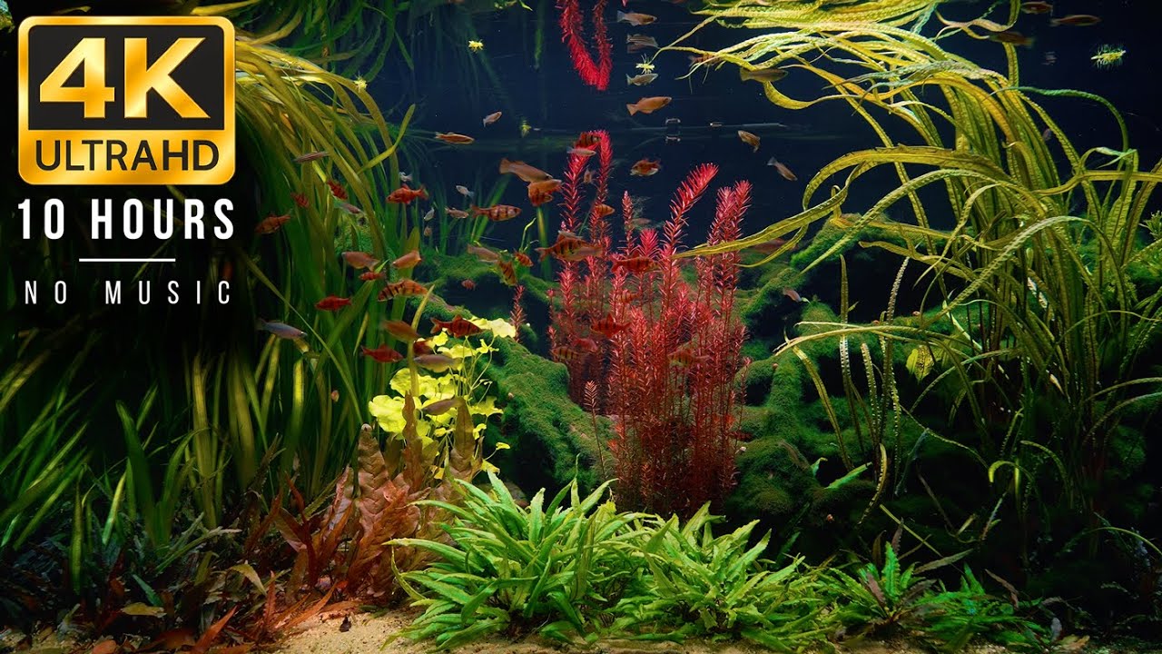 10‑Hour Southeast Asia Biotope Aquarium 4K – No Music, Pure Nature Sounds