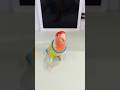 This parrot has mastered all sorts of backflip tricks. #birds #parrot #parrots #pets #shorts
