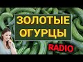 5 горячих экономических новостей, или Золотые огурцы