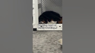 who else naps between zoom calls