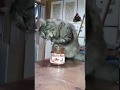 Cat eating Nutella with a paw