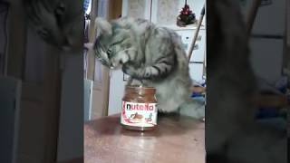Cat eating Nutella with a paw