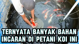 Ternyata bahan bahan yang selalu jadi incaran para penghobi Koi muncul terus di petani Koi ini 