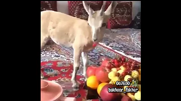 يا ظبي عيضه المنهالي 