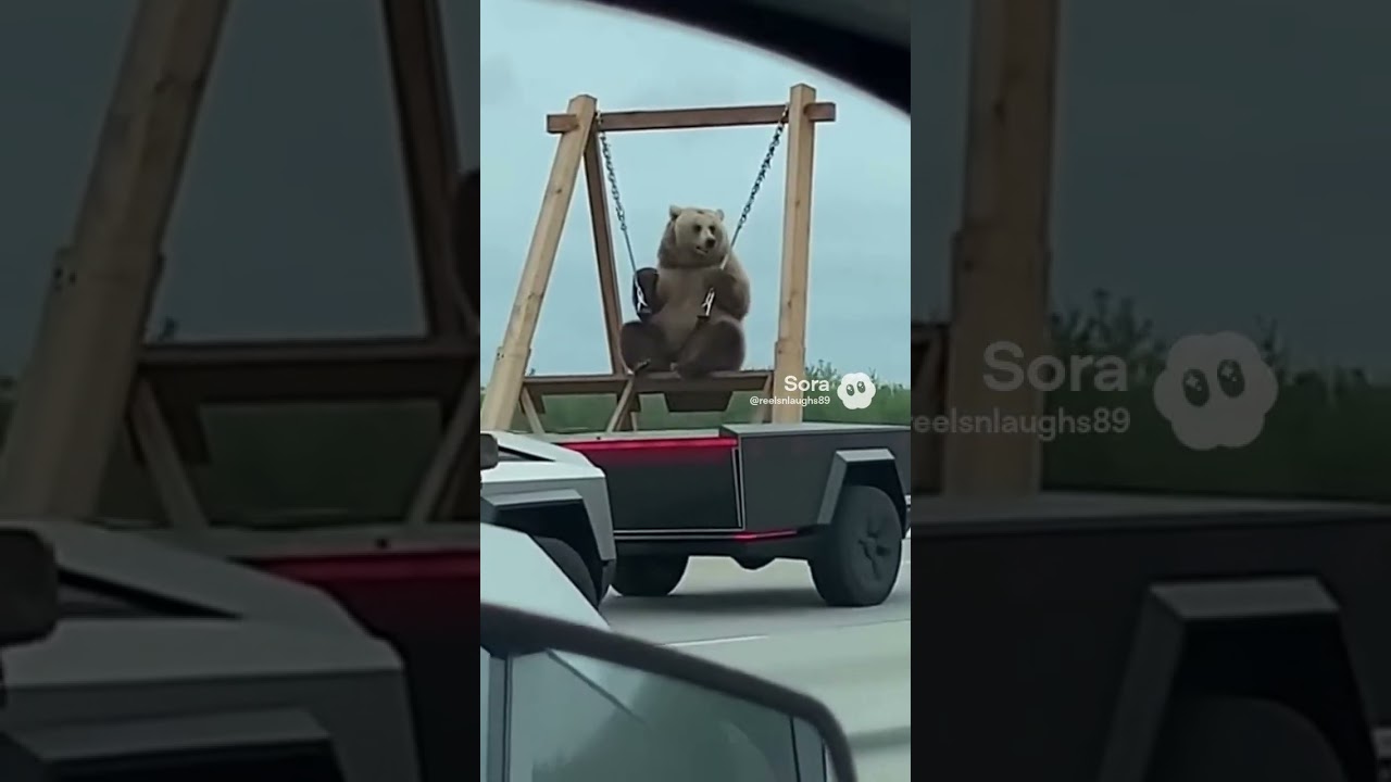 Cool bears hanging out 