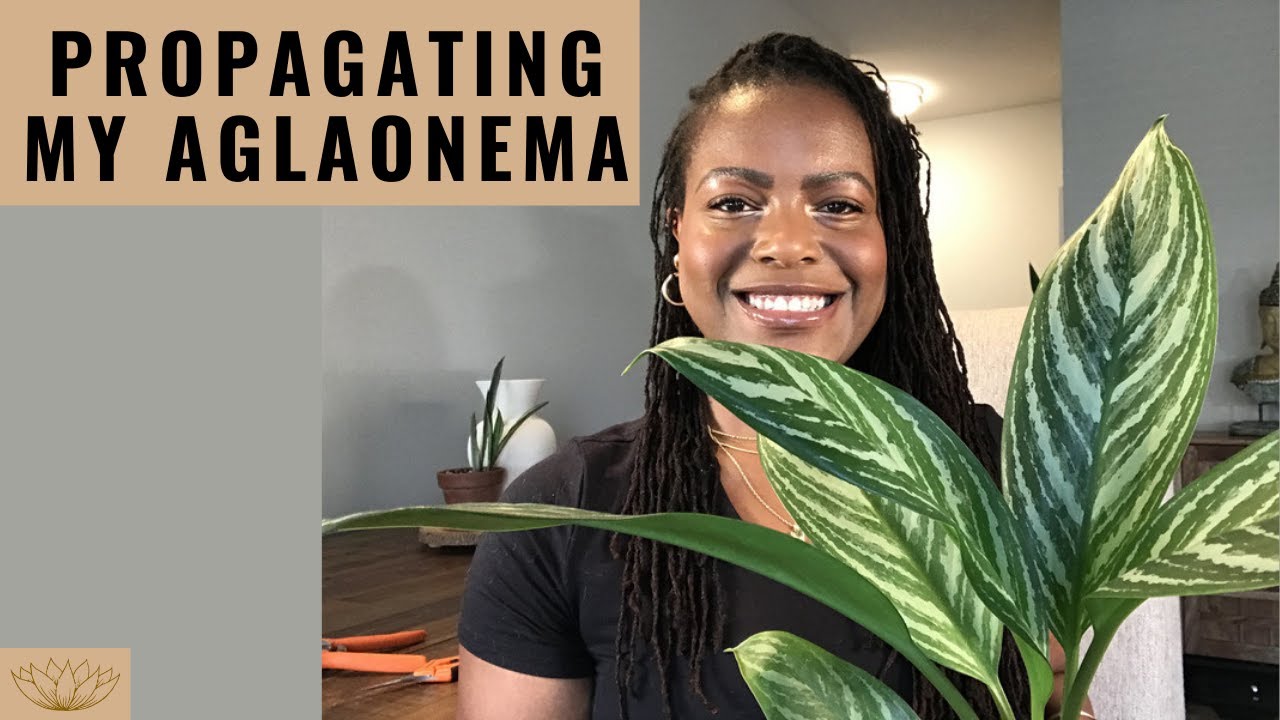 How to Propagate Aglaonemas | Propagating my Chinese Evergreen