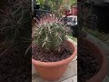 Los últimos detalles