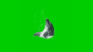 Green screen dolphin playing fx effect. Unbelievable MUST WATCH by everyone.