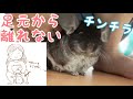 なつくとこうなる？！飼い主の足元から離れないチンチラ【Funny and Cute Chinchilla 】