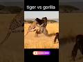 tiger vs gorilla #tiger #gorilla #shorts