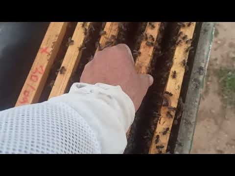 التوسع الرأسي لخلايا النحل الحلقة رقم 03 2025