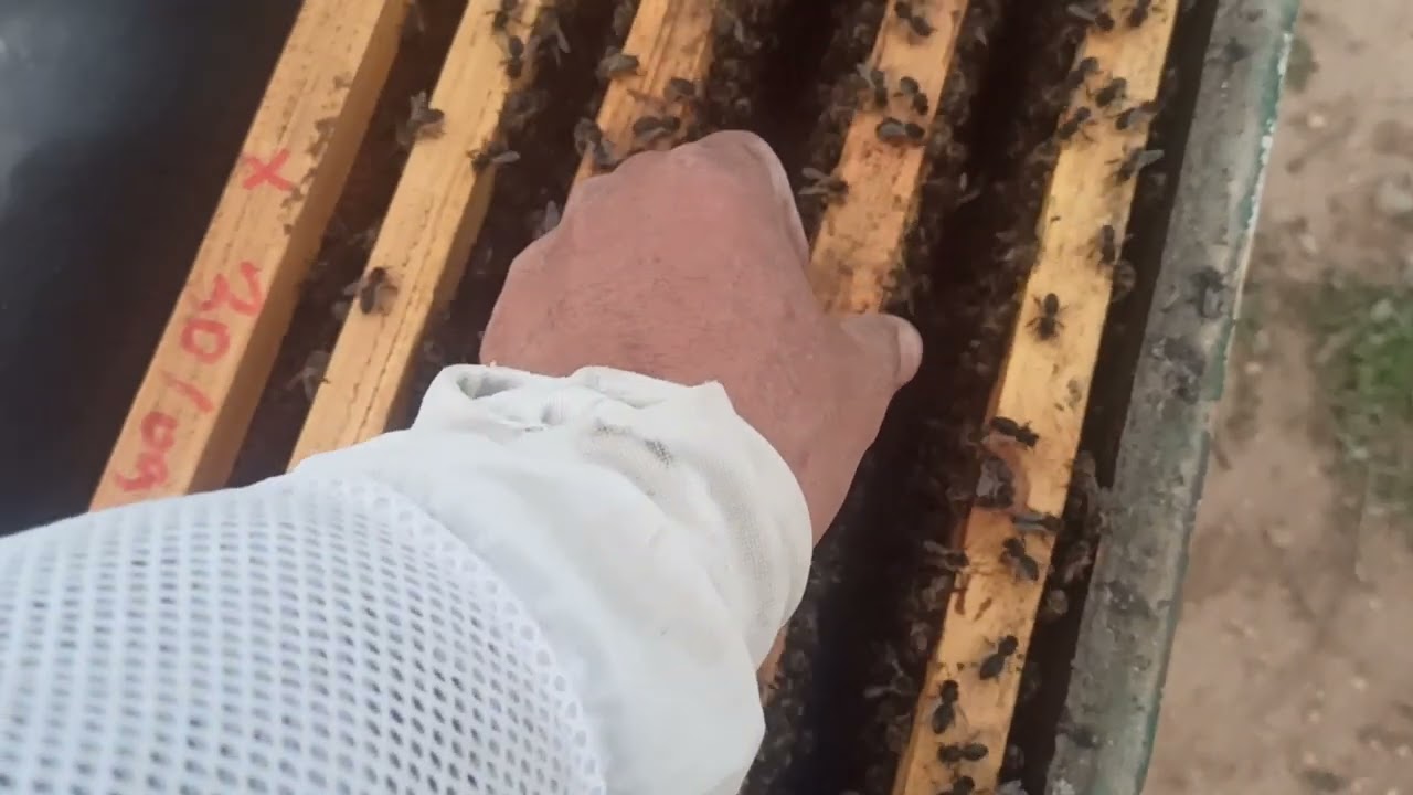 التوسع الرأسي لخلايا النحل الحلقة رقم (03) 2025