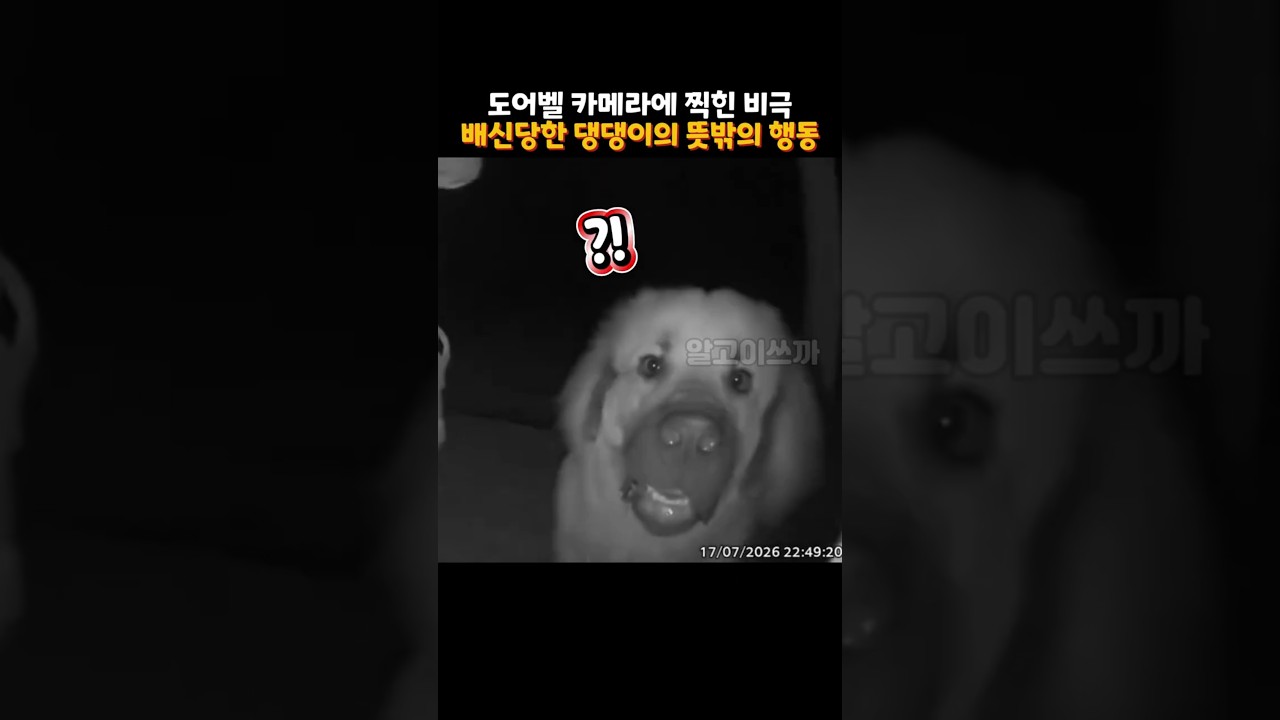 닫혀버린 문 앞에서 댕댕이가 한 뜻밖의 행동 ㅋㅋ