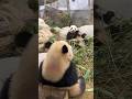 DeDe is sitting super close💕🐼 #panda #shorts #love #cute #animals #fun #healing #cuteanimals