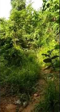 STORY WA TERBARU 2020 || STORY WA 30 DETIK || STORY WA KEREN || KETAPANG TRAIL
