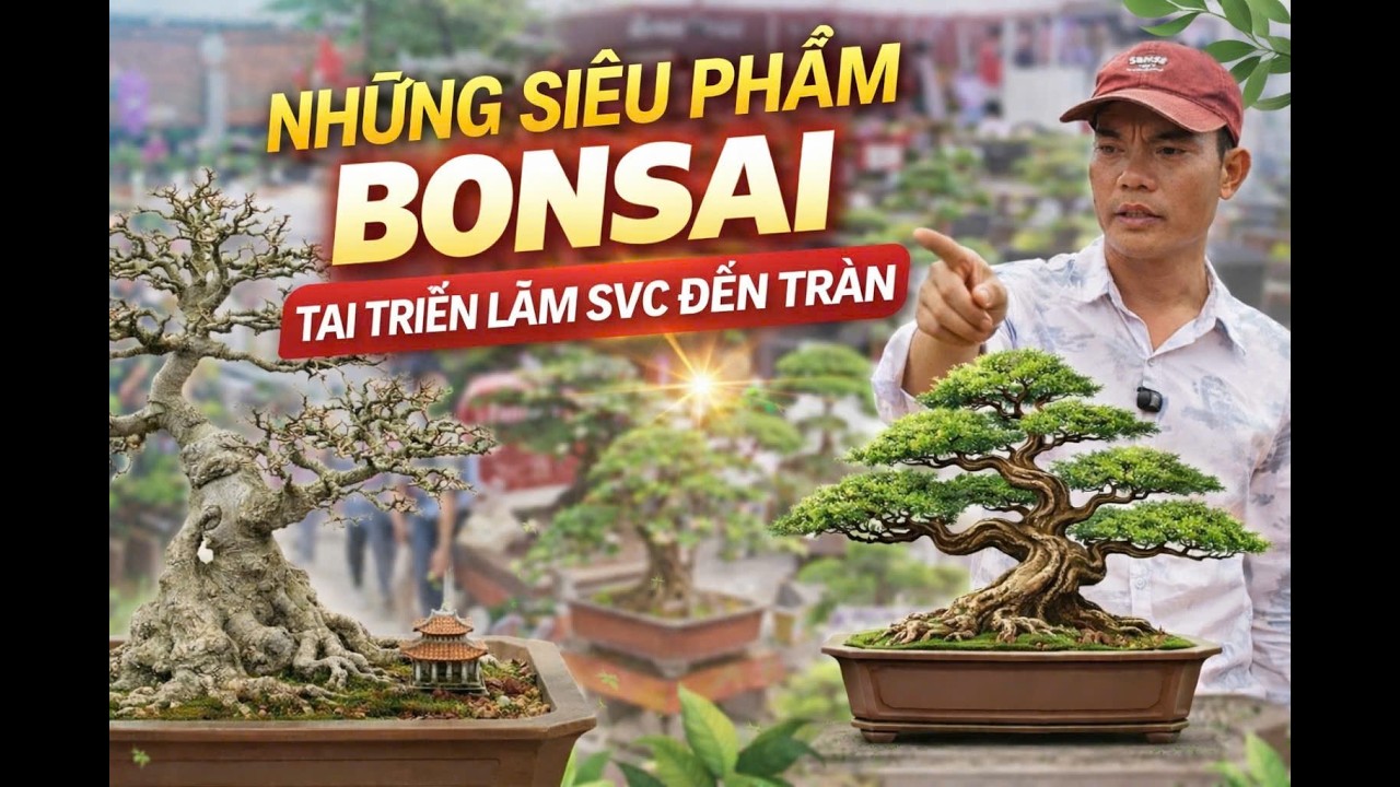 Lạc Vào Thế Giới Siêu Phẩm Bonsai Tại Triển Lãm SVC Đền Trần năm 2026