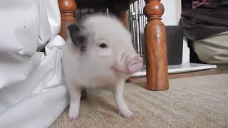 Танцующая свинка