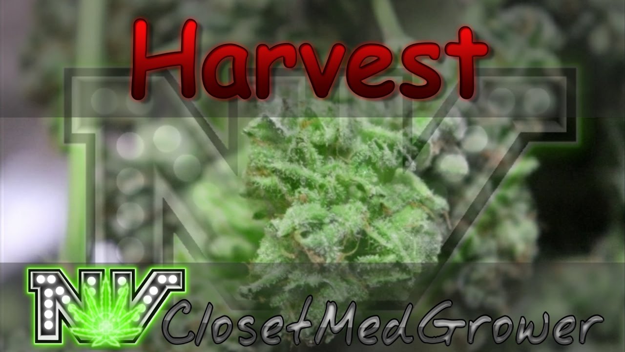 Harvest: Monster Cookie BX, day 63