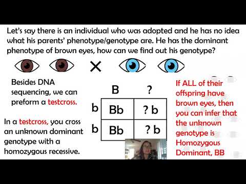 Testcross in Genetics Explained