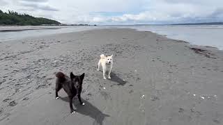 Edmonds Beach  Low Tide 6.18.23