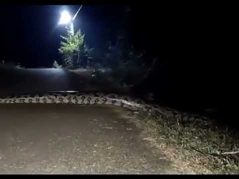Big python crossing road in Africa