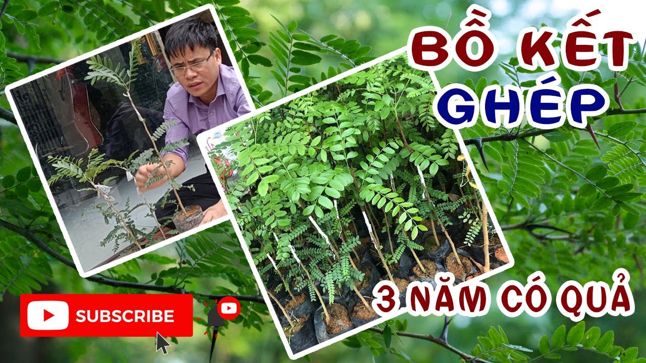 Cây Giống Bồ Kết Ghép sớm có quả, bồ kết ta lá nhỏ hàng hạt | 0764 456 123