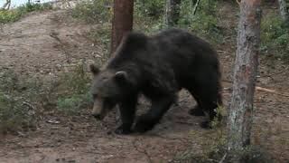Жизнь бурых медведей #15 (Карелия, 2019)