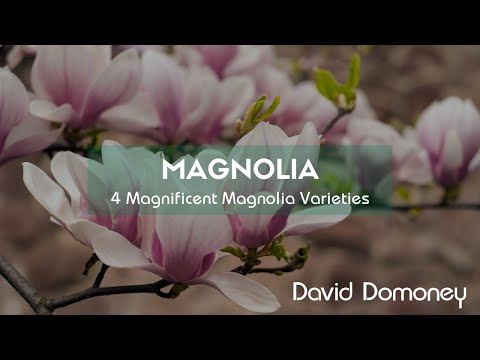 Video: Typy magnólií – informace o běžných odrůdách magnólií