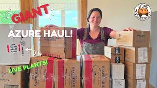 Big Spring Azure Standard Haul With Live Plants!