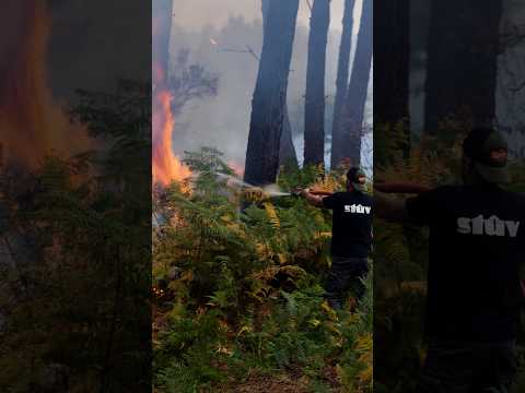 The relentless battle <strong>against</strong> France's wildfires | DW News