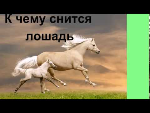 Сонник: чему снится белая лошадь