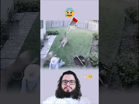 حيوانات عبارات اقتباسات اكسبلور