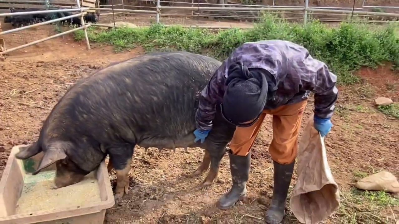 【放牧養豚】今回はぶーたちのエサ編でーす！【タロ豚】