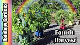 Fourth Pepper Harvest 2026