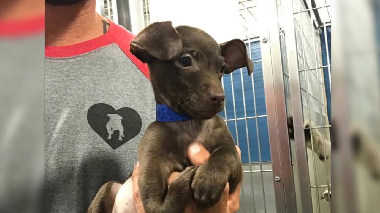 Der Hund hat eine kleine Pfote, doch schnell ändert sich sein Leben