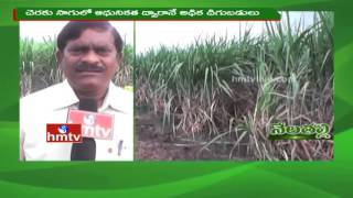 Nela Talli | Sugarcane Cultivation Tips | Black Jaggery Price | Telangana Apple  | HMTV