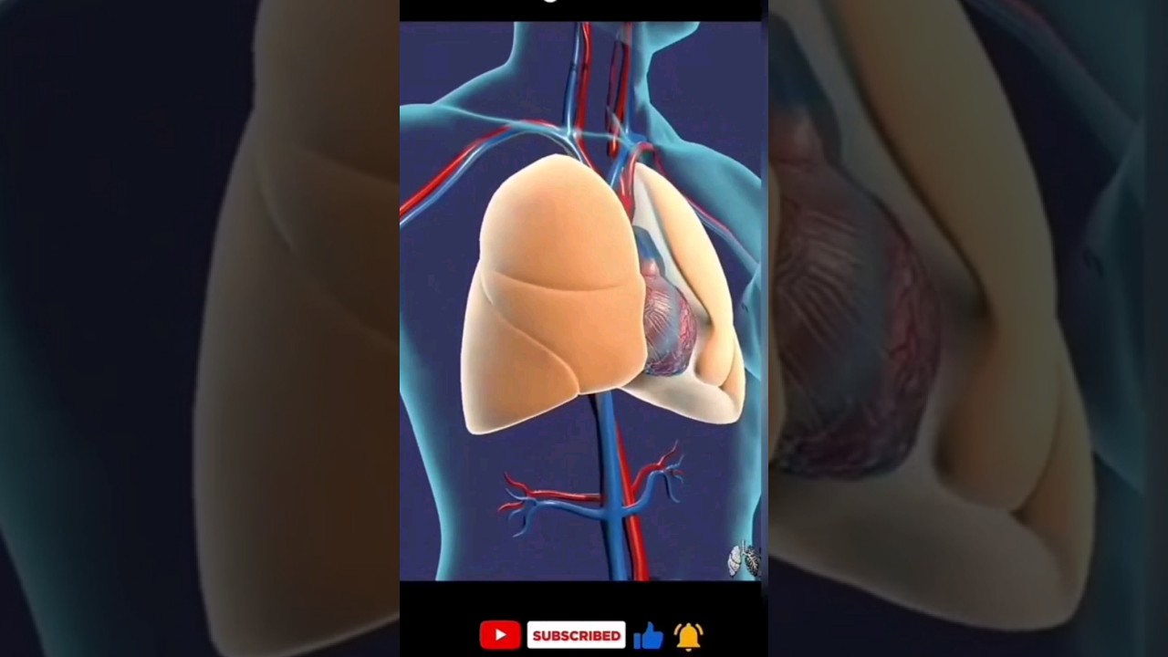 3D animation of human body systems 