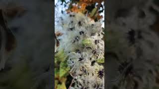 You Will Laugh If You Know The Flower Name