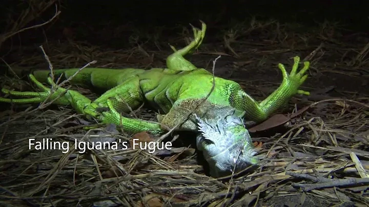 Falling Iguana's Fugue