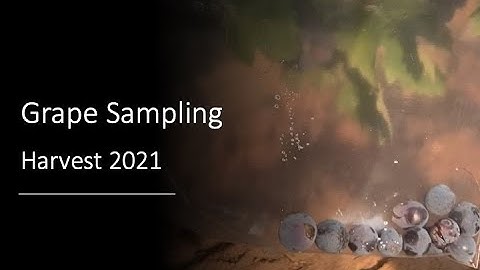 2021 Grape Sampling