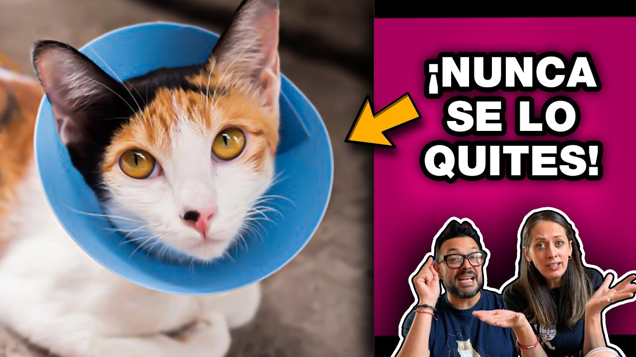 EL CONO DE LA VERGÜENZA Y LA ENFERMEDAD DE NUESTRO GATO (COLLAR ISABELINO)