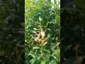 Tutorial cara bonsai tanaman hias pucuk merah
