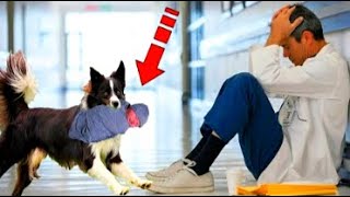 The dog suddenly ran into the hospital. The doctor cried when he realized the reason!